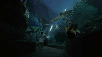 mujer con almohadilla haciendo fotos en submarino túnel de oceanario video