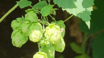 Ripening in autumn of fresh green hop cones on a branch. Used for making beer, bread, in medicine, pharmacology, close-up video