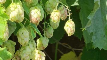 Ripening in autumn of fresh green hop cones on a branch. Used for making beer, bread, in medicine, pharmacology, close-up video