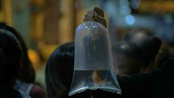 Plastic bag with fish in crowded street video