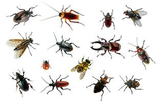 grupo de insectos cortar afuera. detallado insecto recopilación. foto