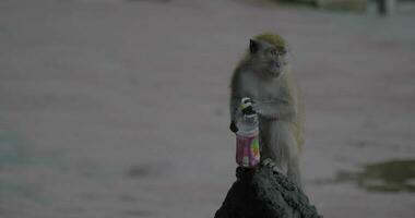 en batu cuevas en Roca se sienta un mono y Bebiendo desde un el plastico botella video