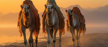 Indian men on camels in deserts of india photo