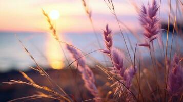 Sunset over grass blowing in the wind photo