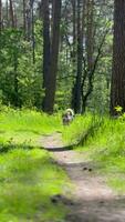 Alaskan malamute walking in the summer forest. Dog running by the path in the forest. High quality footage. Cinema effects. Vertical video. video