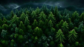 Top view of a dense green forest in nature, drone view of the reserve. AI generated photo