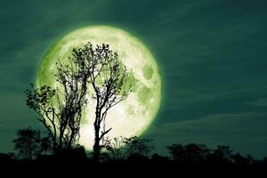 Full Crust green Moon and silhouette tree in the field and night sky photo