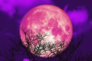 Super pink strawberry moon and silhouette tree in the night sky photo