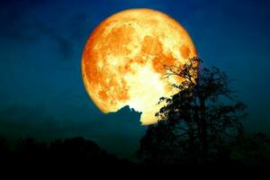 súper fresa Luna espalda en nube y árbol en el campo y noche cielo foto