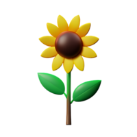 sun flower 3d rendering icon illustration png