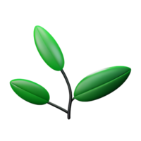 eucalyptus leaves 3d rendering icon illustration png