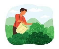 granjero hombre cosecha Fresco té hoja en té jardín vector