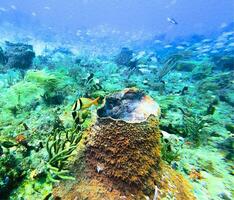 Multiple Natur background of sea, fish, childern amazing photo