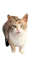 A close up of a Cat and  white backgrund animal natur photo