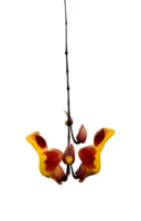 exótico orquídea pétalas isolado elemento png