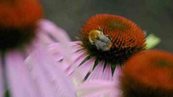 Hummel Essen Nektar auf ein schön Blume. Makro Schuss von ein Hummel auf ein Echinacea Blume, Sammeln Nektar auf ein sonnig Tag im Sommer- video