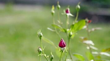rosa arbusto dentro a jardim em uma borrado fundo. Fechado flor botões. verão e floricultura video
