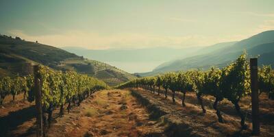 Generative AI, beautiful Italian vineyard, green landscape. Rows of vines on sunset photo