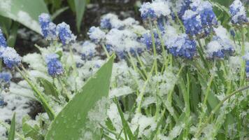 Aufnahmen von schmelzen Schnee auf ein Blume Bett im Frühling. zart Muscari Blume Knospe im früh Frühling. Zeitraffer, Nahansicht video