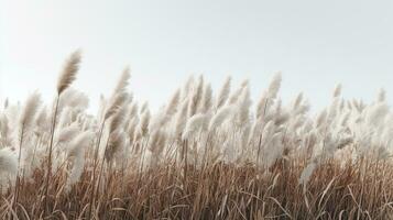 generativo ai, pampa césped rama con cielo. resumen natural boho antecedentes de suave plantas, cortaderia selloana foto