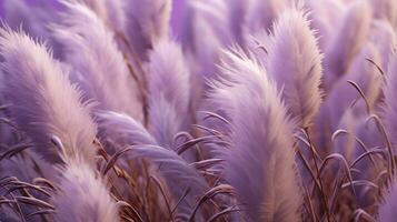 Generative AI, Pampa purple lavender color grass branch with sky. Abstract natural boho background of soft plants, Cortaderia selloana photo