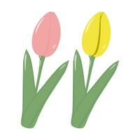 Set of 2 blooming tulip flowers for bouquets in trendy colors. Hello Spring. Sticker. Icon. isolate vector