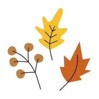Set of 3 design elements of autumn leaves and twig in trendy seasonal shades. Hello autumn. Isolate vector