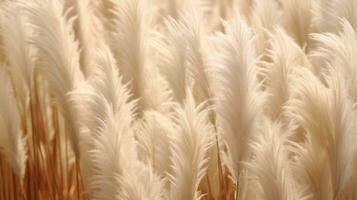 Generative AI, Pampa grass branch with sky. Abstract natural boho background of soft plants, Cortaderia selloana photo