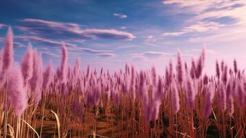 Generative AI, Pampa purple lavender color grass branch with sky. Abstract natural boho background of soft plants, Cortaderia selloana photo