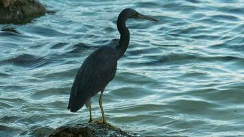 vogel Aan de kust van de azuur zee. grote Oceaan rif zilverreiger egretta sacra staan Aan de rots op zoek voor vis, Thailand video