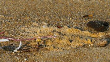 petit Crabe sur le le sable de une tropical île. proche en haut de crabe, Phuket, Thaïlande video