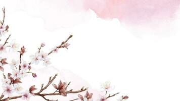 Watercolor art of Cherry blossom branch and pink sakura flower on stains background vector