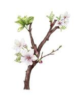 Watercolor Cherry blossom blooming on the branches vector