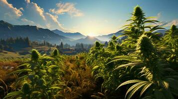 Green plants of natural cannabis bushes growing in nature photo