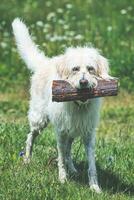 un blanco perro con madera en sus boca foto