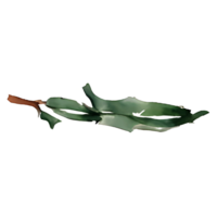 holly leaves and berries png