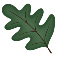 outono elementos ilustração do carvalho folha png