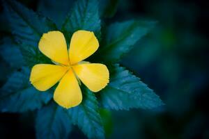 Yellow flower isolated on green leaf photo