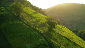 Meadow Magic Aerial Photo Shot