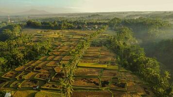 Mancingan Rice Field Golden Hour Aerial View photo