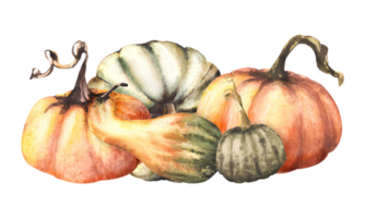 A fall set of ripe different coloured pumpkins. Autumn harvest vegetables. watercolor illustration design for your halloween, thanksgiving, cards, logos, prints, flyers. png
