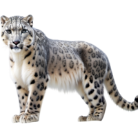 Snow Leopard Mountain Ghost Nepal. AI Generative png