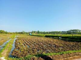 ver de arroz campos administrado para plantando arroz en el Mañana en bali foto