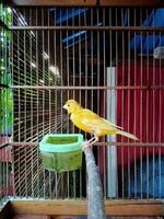 foto de un amarillo canario en un jaula durante el día