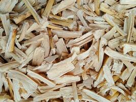 Bagasse is dried in the sun for recycling and use as compost photo