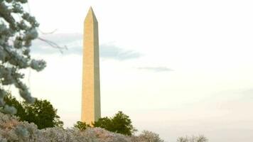 lento movimiento Cereza flores y Washington Monumento en noche video