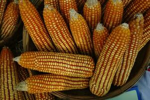 Dried corn can be stored for a long time. to be processed into food for pets photo