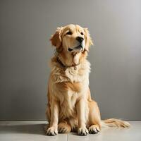 golden dog retriever sitting in front of a white wall.ai generate photo
