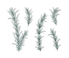 Line art rosemary branches set. Sketch floral illustration isolated on white background. Hand drawn line art retro botanical clipart. Aroma herbs drawing collection. Elegant set of floral elements. vector