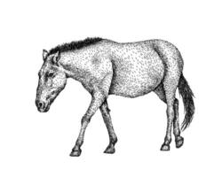 caballo bosquejo estilo. mano dibujado ilustración de hermosa negro y blanco animal. línea Arte dibujo en Clásico estilo. realista imagen. vector